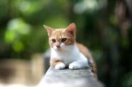 【未来虫教育】硬解析与软解析(未来的虫族雄子全文阅读)