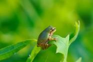 新生物标记可识别胰腺癌早期风险(新生物标记可识别什么)
