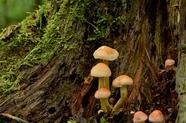 珂润面霜成分分析(珂润面霜种类)